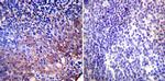 HSP90 alpha Antibody in Immunohistochemistry (Paraffin) (IHC (P))