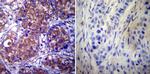 HSP90 alpha Antibody in Immunohistochemistry (Paraffin) (IHC (P))