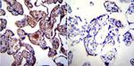 HSP90 alpha Antibody in Immunohistochemistry (Paraffin) (IHC (P))