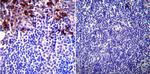 GRP94 Antibody in Immunohistochemistry (Paraffin) (IHC (P))