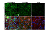 PDI Monoclonal Antibody (RL90), Alexa Fluor™ 488