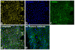 PDI Antibody in Immunocytochemistry (ICC/IF)