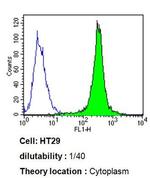 CYP3A7 Antibody in Flow Cytometry (Flow)