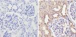 CYP3A7 Antibody in Immunohistochemistry (Paraffin) (IHC (P))