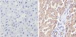 CYP3A7 Antibody in Immunohistochemistry (Paraffin) (IHC (P))