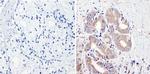 CYP3A7 Antibody in Immunohistochemistry (Paraffin) (IHC (P))