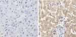 CYP1A1/CYP1A2 Antibody in Immunohistochemistry (Paraffin) (IHC (P))