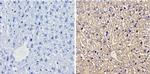 CYP1A1/CYP1A2 Antibody in Immunohistochemistry (Paraffin) (IHC (P))