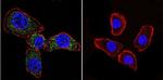 Acetylcholinesterase Antibody in Immunocytochemistry (ICC/IF)