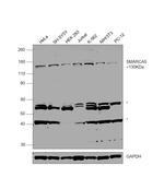 SMARCA5 Antibody in Western Blot (WB)