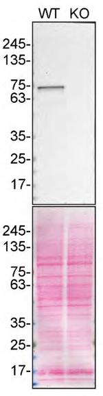 TAF15 Antibody