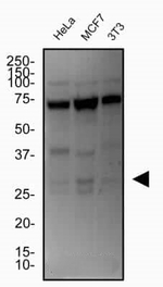 CITED2 Antibody in Western Blot (WB)