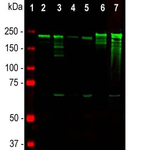 NF-H Antibody in Western Blot (WB)