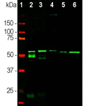 Peripherin Antibody in Western Blot (WB)