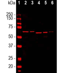 alpha Internexin Antibody in Western Blot (WB)