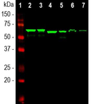 alpha Internexin Antibody in Western Blot (WB)