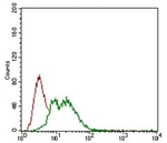 Fibrillarin Antibody in Flow Cytometry (Flow)
