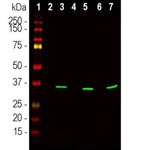 Fibrillarin Antibody in Western Blot (WB)