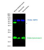 Cytochrome C Antibody in Western Blot (WB)