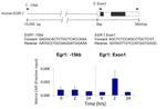 PRKAR2A Antibody