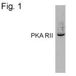 PRKAR2A Antibody in Western Blot (WB)