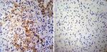 CRMP5 Antibody in Immunohistochemistry (Paraffin) (IHC (P))