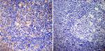 CRMP5 Antibody in Immunohistochemistry (Paraffin) (IHC (P))