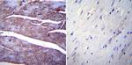 SERCA1 ATPase Antibody in Immunohistochemistry (Paraffin) (IHC (P))
