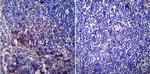 SERCA1 ATPase Antibody in Immunohistochemistry (Paraffin) (IHC (P))