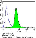 CACNA2D1 Antibody in Flow Cytometry (Flow)