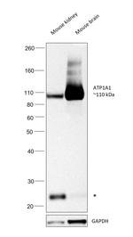 ATP1A1 Antibody in Western Blot (WB)