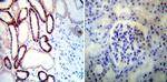 ATP1A1 Antibody in Immunohistochemistry (Paraffin) (IHC (P))