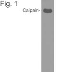 Mu-Calpain Antibody in Western Blot (WB)
