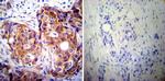 Calpastatin Antibody in Immunohistochemistry (Paraffin) (IHC (P))