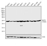 BAP31 Antibody in Western Blot (WB)