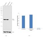 BAP31 Antibody in Western Blot (WB)