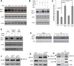 VCP Antibody in Western Blot (WB)