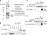 HSP90 alpha Antibody in Western Blot, Immunoprecipitation (WB, IP)