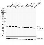 HP1 beta Antibody in Western Blot (WB)