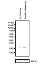 Phospho-Histone H3 (Ser10) Antibody