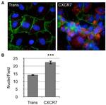 CD31 Antibody in Immunocytochemistry (ICC/IF)
