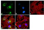HIP Antibody in Immunocytochemistry (ICC/IF)