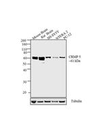 CRMP5 Antibody in Western Blot (WB)