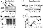 RXRB Antibody in Western Blot (WB)