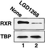RXRB Antibody in Western Blot (WB)