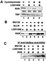RXRB Antibody in Western Blot (WB)