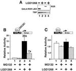 RXRB Antibody in Western Blot (WB)