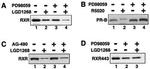 RXRB Antibody in Western Blot (WB)