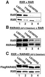 RXRB Antibody in Western Blot (WB)