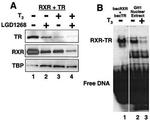 RXRB Antibody in Western Blot (WB)